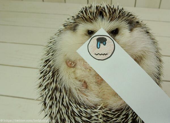 hedgehogdays