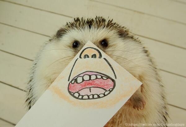 hedgehogdays