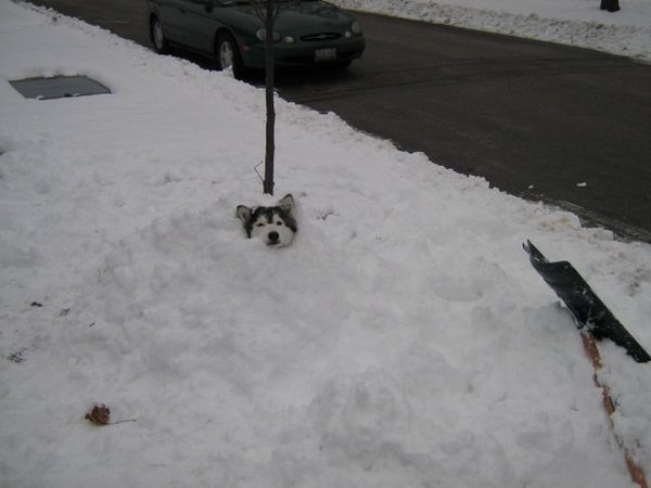 As requested, more pics of my husky raised by cats!