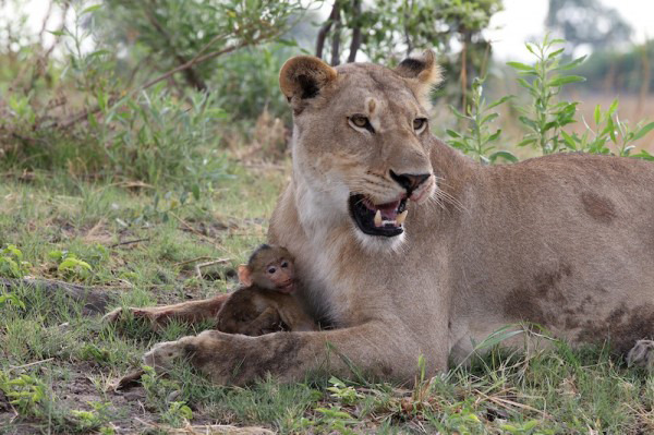 Lioness killed a baboon, what she did next was shocking