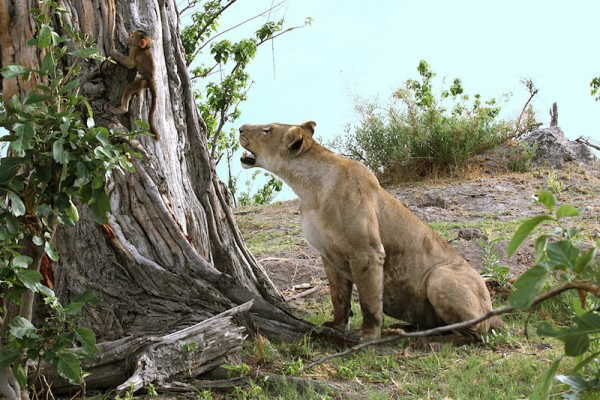 Lioness killed a baboon, what she did next was shocking