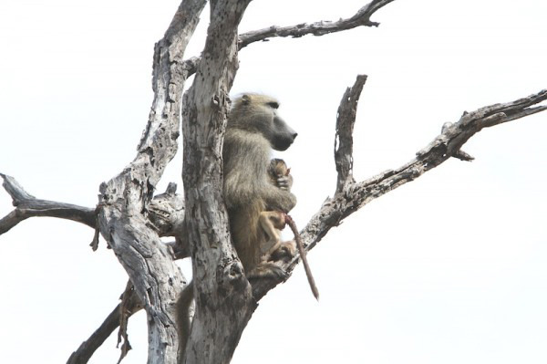 Lioness killed a baboon, what she did next was shocking