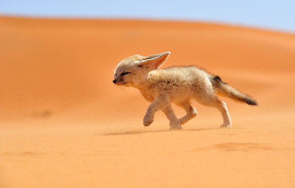 These 22 Photos Will Make You Fall In Love With Foxes