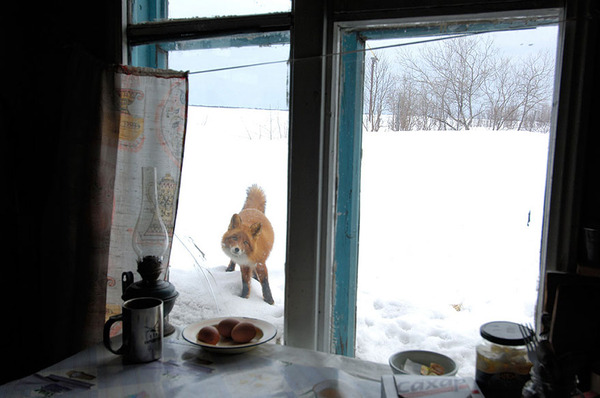 These 22 Photos Will Make You Fall In Love With Foxes