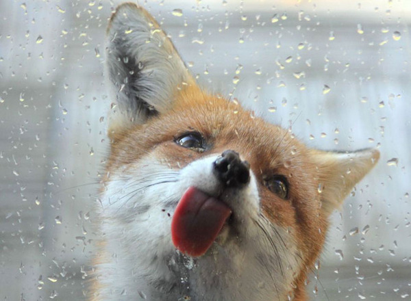 These 22 Photos Will Make You Fall In Love With Foxes