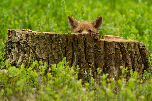 These 22 Photos Will Make You Fall In Love With Foxes