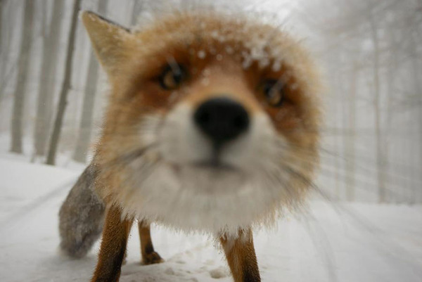 These 22 Photos Will Make You Fall In Love With Foxes