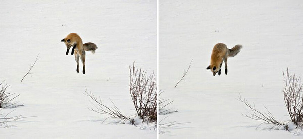 These 22 Photos Will Make You Fall In Love With Foxes