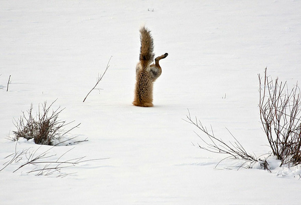 These 22 Photos Will Make You Fall In Love With Foxes