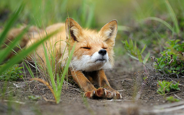 These 22 Photos Will Make You Fall In Love With Foxes