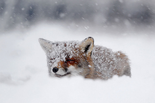 These 22 Photos Will Make You Fall In Love With Foxes