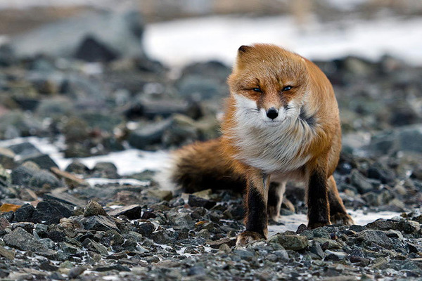 These 22 Photos Will Make You Fall In Love With Foxes