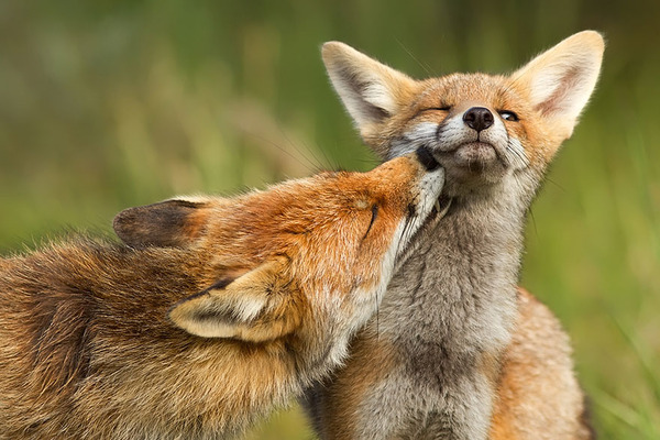 These 22 Photos Will Make You Fall In Love With Foxes