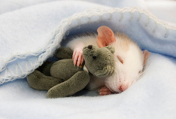 24 Animals Sleeping And Cuddling With Stuffed Animals