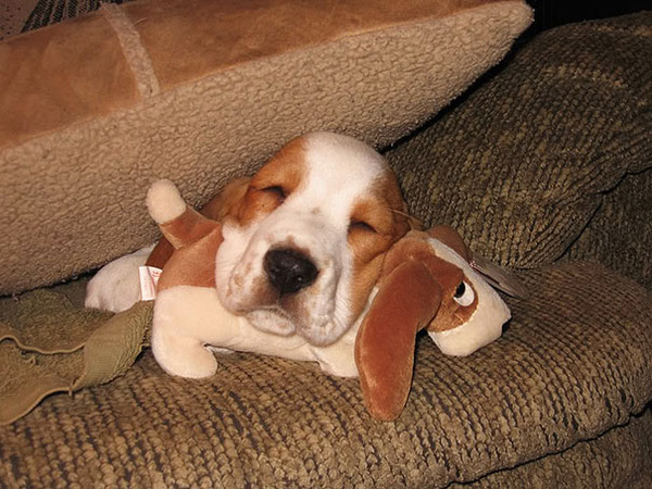 24 Animals Sleeping And Cuddling With Stuffed Animals