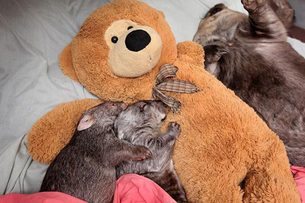 24 Animals Sleeping And Cuddling With Stuffed Animals