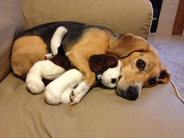 24 Animals Sleeping And Cuddling With Stuffed Animals