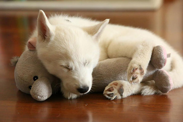 24 Animals Sleeping And Cuddling With Stuffed Animals