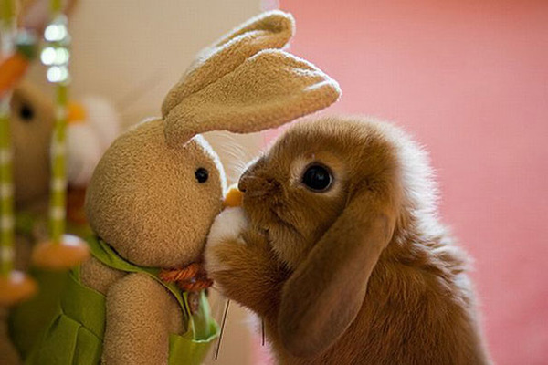 24 Animals Sleeping And Cuddling With Stuffed Animals