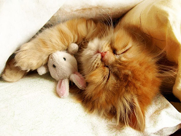 24 Animals Sleeping And Cuddling With Stuffed Animals