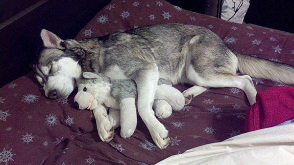 24 Animals Sleeping And Cuddling With Stuffed Animals