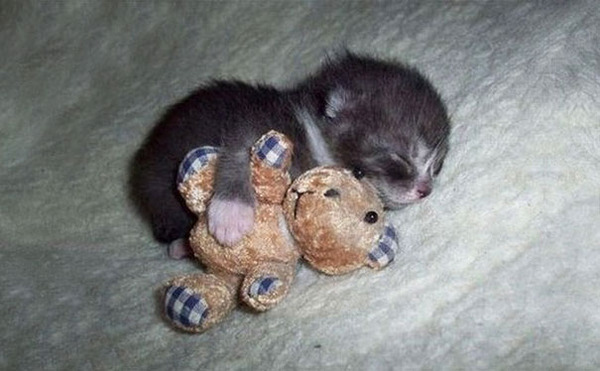 24 Animals Sleeping And Cuddling With Stuffed Animals