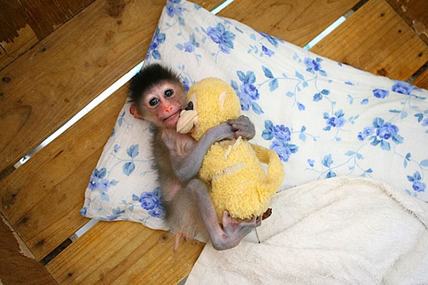 24 Animals Sleeping And Cuddling With Stuffed Animals