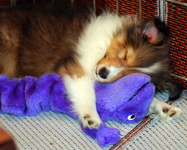 24 Animals Sleeping And Cuddling With Stuffed Animals