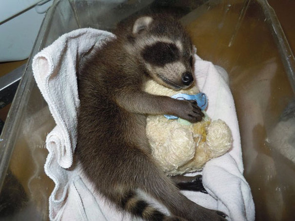 24 Animals Sleeping And Cuddling With Stuffed Animals