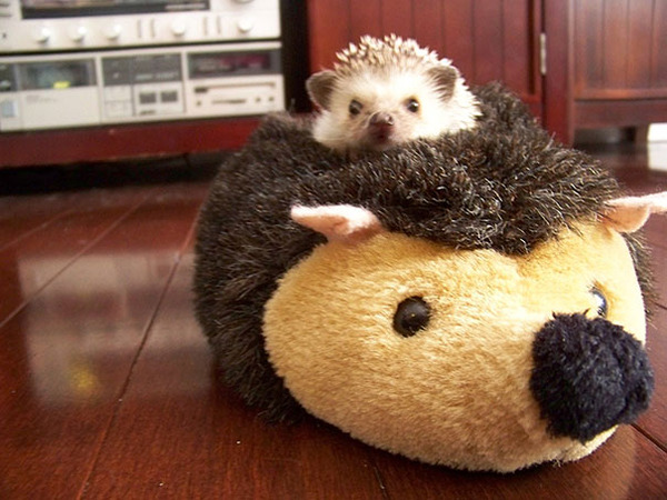 24 Animals Sleeping And Cuddling With Stuffed Animals