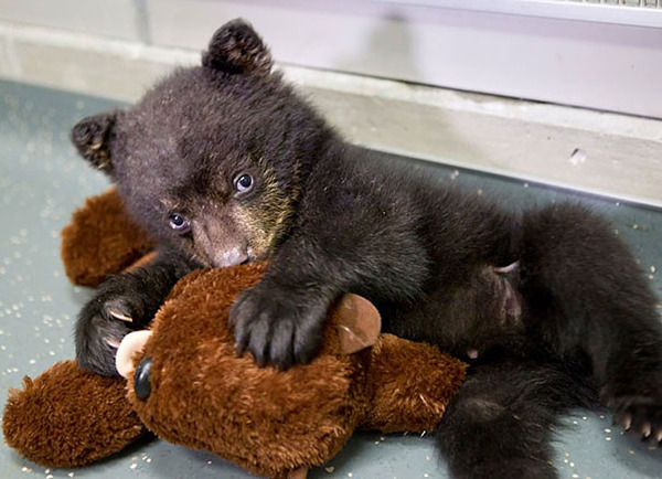 24 Animals Sleeping And Cuddling With Stuffed Animals