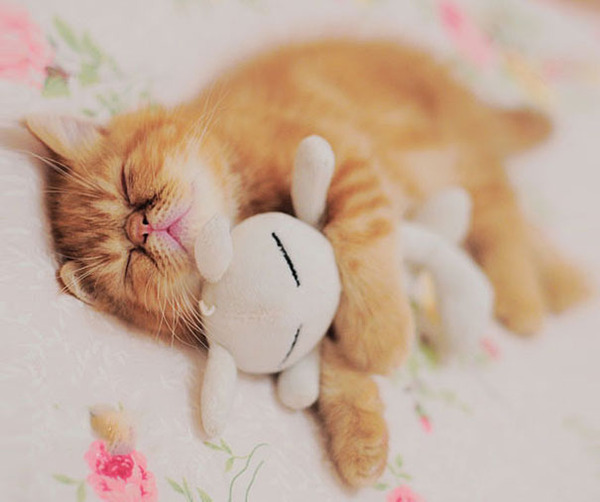 24 Animals Sleeping And Cuddling With Stuffed Animals