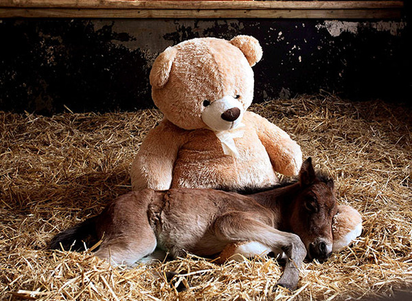 24 Animals Sleeping And Cuddling With Stuffed Animals