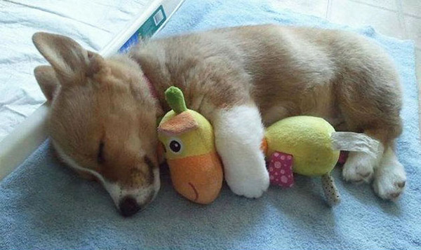 24 Animals Sleeping And Cuddling With Stuffed Animals