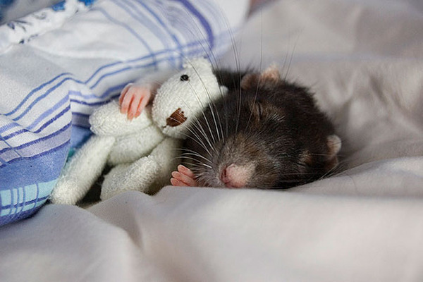 24 Animals Sleeping And Cuddling With Stuffed Animals