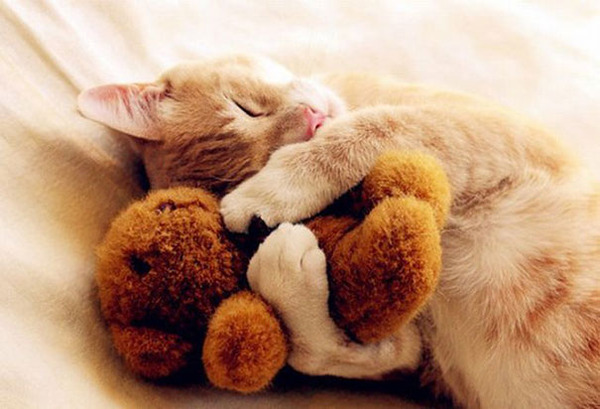 24 Animals Sleeping And Cuddling With Stuffed Animals