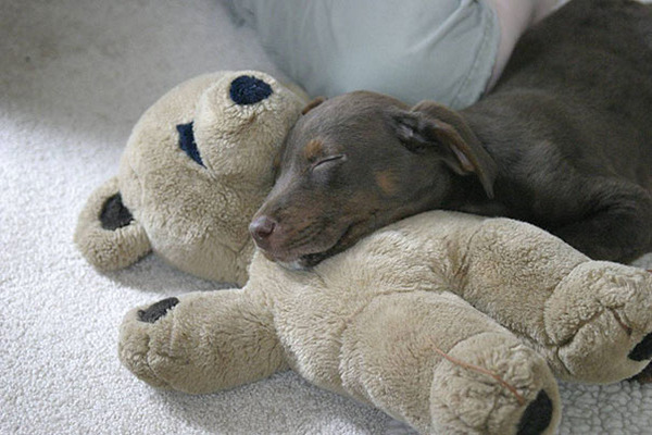 24 Animals Sleeping And Cuddling With Stuffed Animals