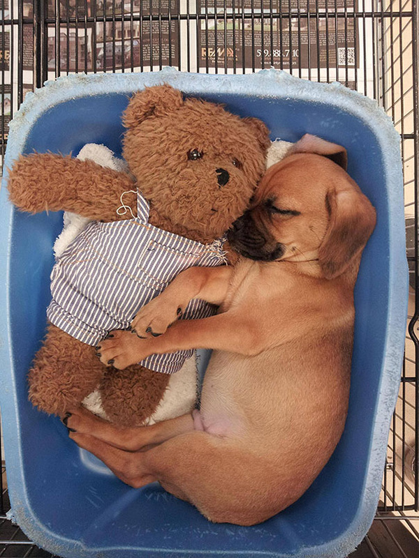 24 Animals Sleeping And Cuddling With Stuffed Animals