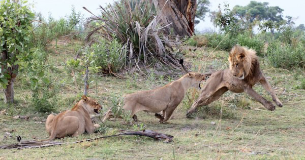 Lioness killed a baboon, what she did next was shocking