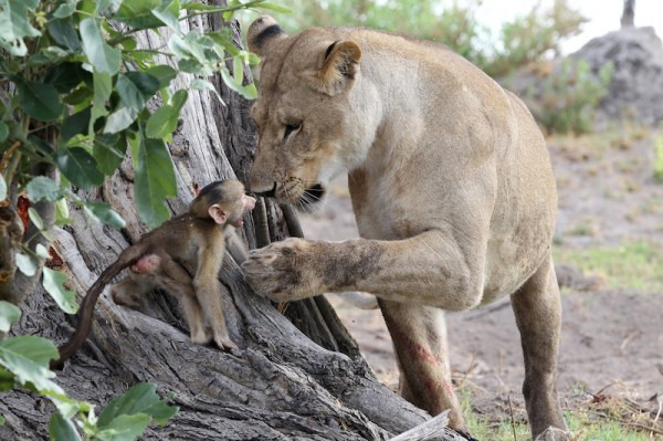 Lioness killed a baboon, what she did next was shocking