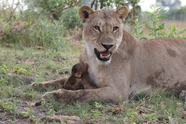 Lioness killed a baboon, what she did next was shocking