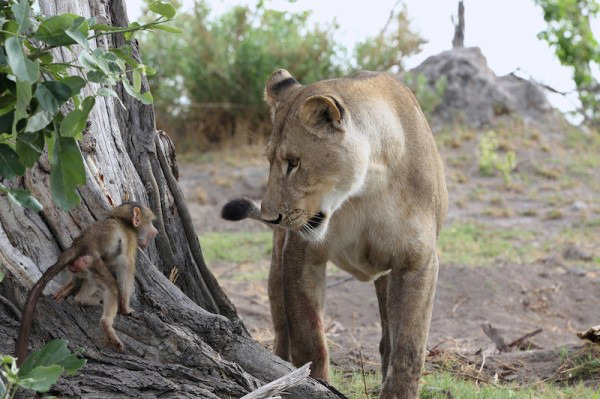 Lioness killed a baboon, what she did next was shocking