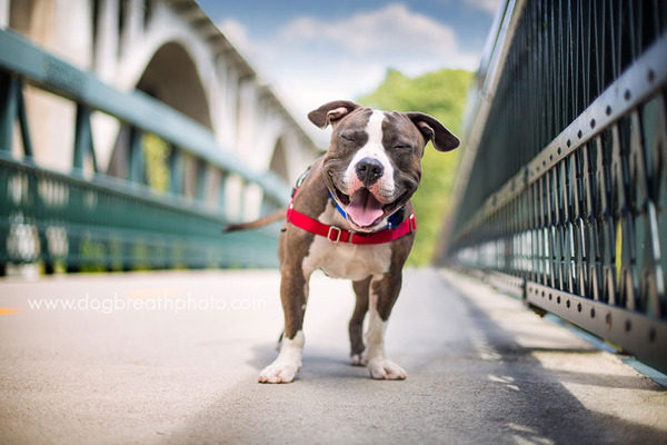 Dog Breath Photography By Kaylee Greer.