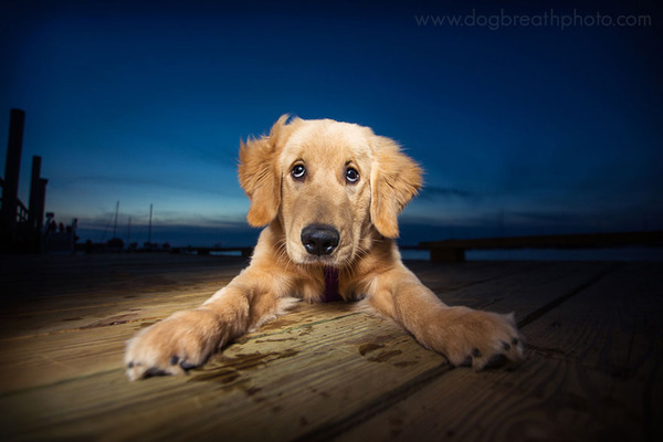 Dog Breath Photography By Kaylee Greer.