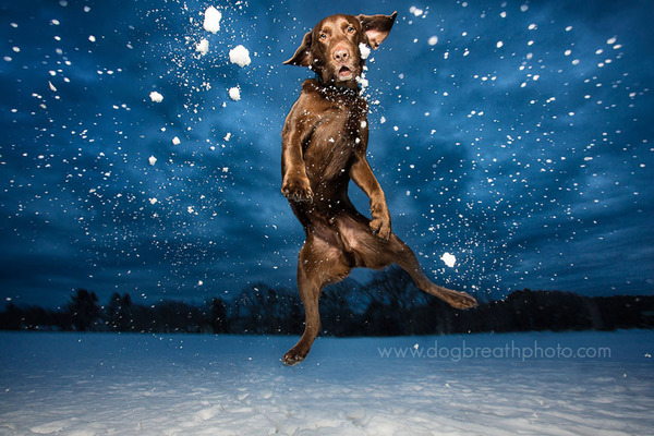Dog Breath Photography By Kaylee Greer.