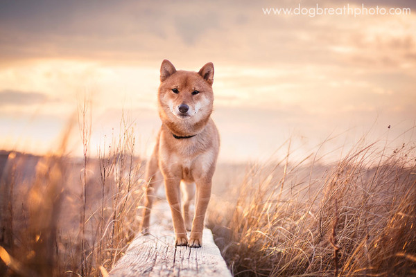 Dog Breath Photography By Kaylee Greer.