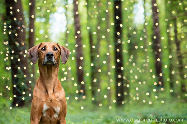 Dog Breath Photography By Kaylee Greer.