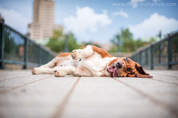 Dog Breath Photography By Kaylee Greer.