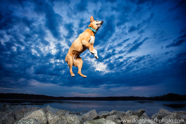 Dog Breath Photography By Kaylee Greer.