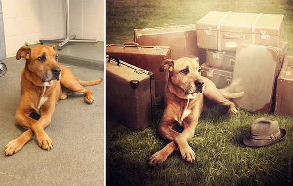 Surreal Pictures With Shelter Dogs
